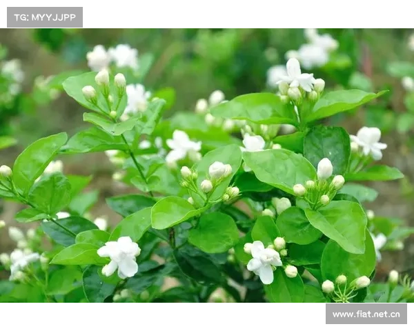 流光茉莉,幻舞绽放,刹那芳华 流光茉莉,幻舞绽放,刹那芳华